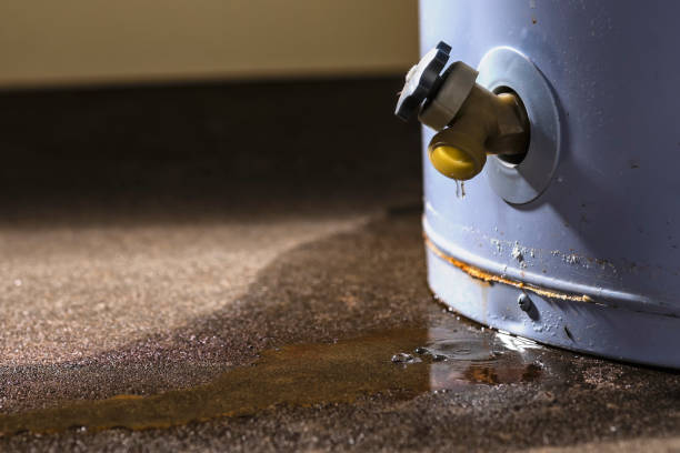 Best Mold removal after water damage  in Freeland, MI