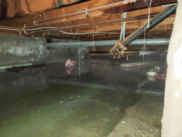  Freeland, MI Water damage restoration Pros