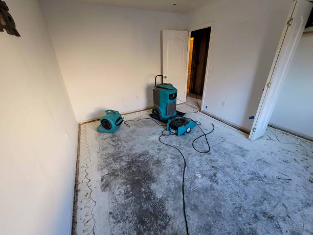 Best Water damage restoration mold remediation  in Freeland, MI