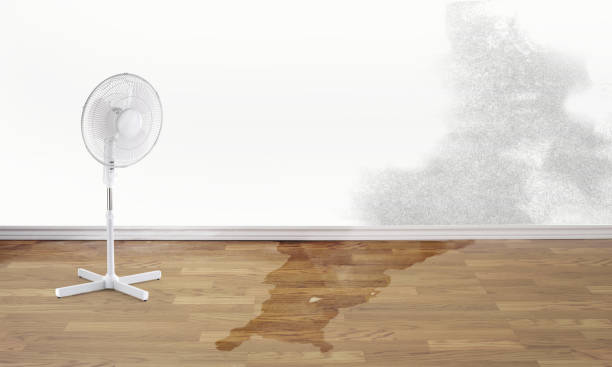 Best Flood restoration services  in Freeland, MI