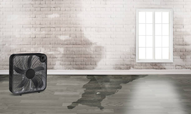Best Water damage restoration experts  in Freeland, MI