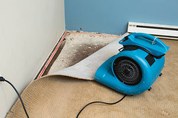 Best Residential water damage restoration  in Freeland, MI